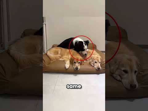 This Black Dog Couldn’t Sleep Without His Friends 🐶🖤❤️
