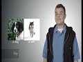 Animal Identification and Sound Recognition