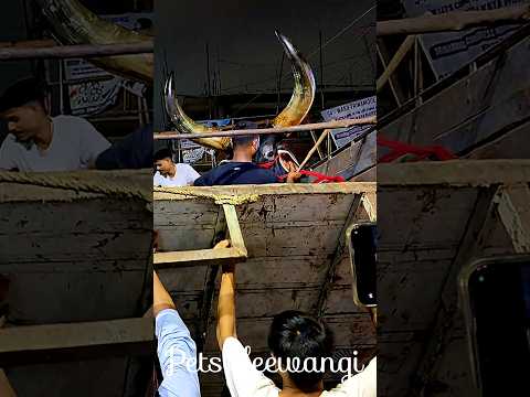 Biggest kankrej OX unloading 2024 #kankarej #kankrej #kankraj #shorts #viral #trending #cowunloading