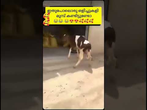 ഒളിച്ചുകളി എങ്ങനുണ്ട് 😂🥰#hide and seek #funnyshorts #animallovers