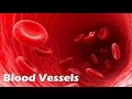 Circulatory System Functions and Structures