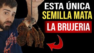 La mejor semilla para total protección espiritual  - Mata la Brujería