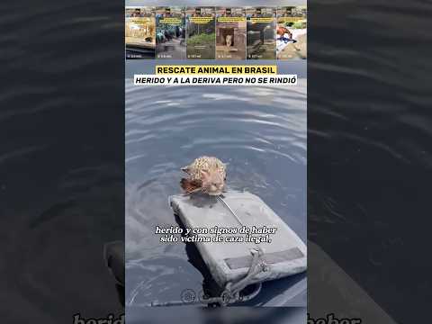 Rescate Animal: Jaguar lucha Por su Vida