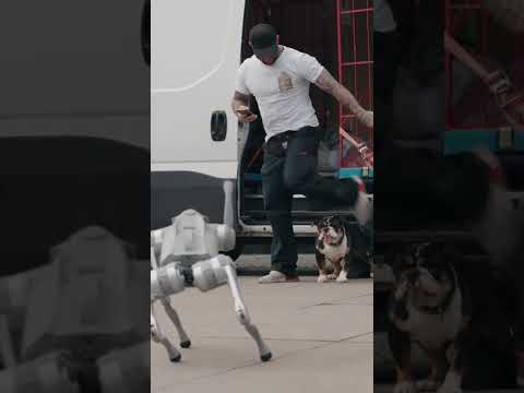 Der Hund der Zukunft?! Unterwegs mit dem Unitree Go2 Air Robot Dog  #mydealz #roboter