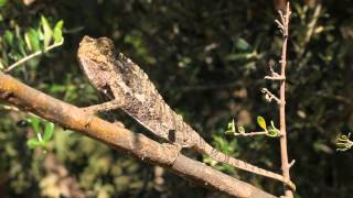 Europäische Chamäleon (Chamaeleo chamaeleon)