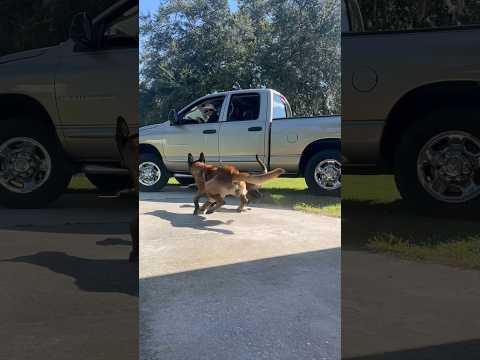 Dogs Stop Truck Thief #smartdog #belgianmalinois #dog