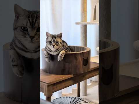 猫の動画サムネイル - ＃アメショーのラッテ#アメリカンショートヘア #アメショー #猫との暮らし #猫と暮らす家 #猫壱