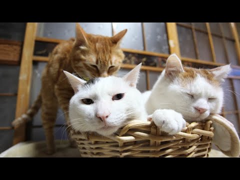 猫の動画サムネイル - かご猫LIVE配信　2025年07月04日