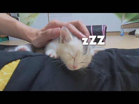 Baby Kitten that, After Playing a lot, Fainted on My <strong>Lap</strong>!