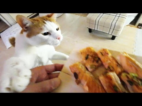 緊急で鮭ハラスを焼いていたら、猫が奪いに来ました