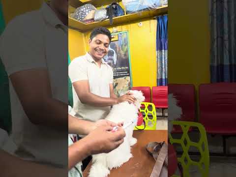 Emergency Vet Clinic: ডাঃ সাগীর'স পেট ক্লিনিক: Cat Vaccine: Dog Vaccine: 01912251312,01752987436