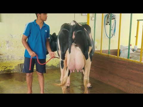 June 24, 2025 डेयरी फार्म घाटे या मुनाफे का सोदा आपकी क्या राय