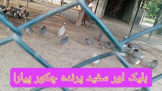 Black and white bird, very cute, chakor | ish Ka Colour Buht Dark Huta 