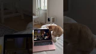 A cat who likes Christmas Oratorio with the Wilten Boys Choir and wants to be a conductor!