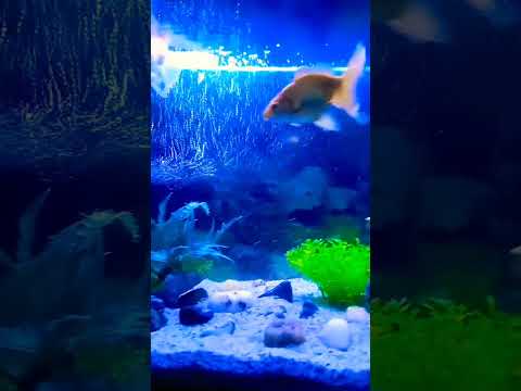Special goldfish 😊#fish #aquarium #shorts #viralvideo #music #shortfeed #pets #new
