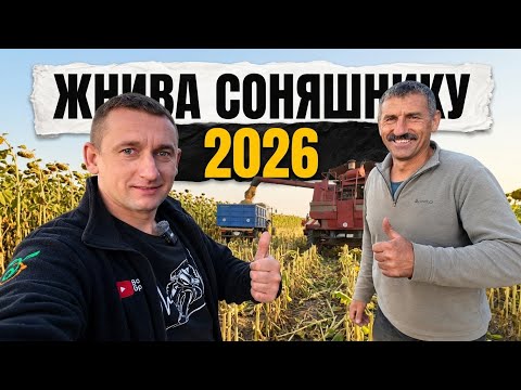 Зібрали соняшник! Радіти врожаю чи рахувати збитки?