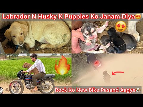 Labrador N Rotwiller Or Husky Puppies Ko Janam Dea😨Newborn Puppies Hua😍 Rock Ko New Bike Par Ghumya🔥