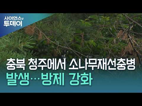 충북 청주에서 소나무재선충병 발생...방제 강화 / YTN 사이언스