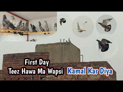 First Day Bacho Ny Kamal Kar Diya | Hashim Mahmood Pigeons