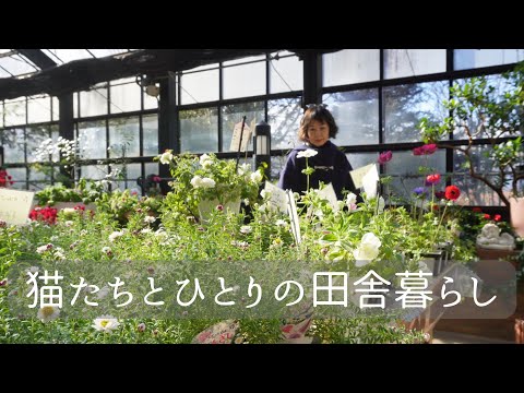 【🍃190話】60代🌲賞味期限が4ヵ月過ぎた小麦粉をどうするか??　捏ねないけど最高に美味しい簡単パンとビスケット作り🌼ミモザ咲く温室にて～春を待つ八ヶ岳より～🐈８匹の個性豊かな猫たち😸