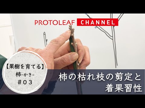 【果樹を育てる#03】柿の枯れ枝の剪定と着果習性