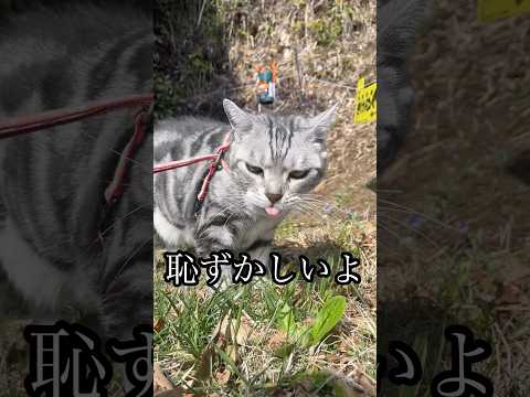 猫の動画サムネイル - 恥ずかしいよ 散歩 ねこ cat アメショ 猫草 たろう