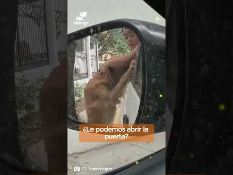 Niña adopta a Perrita Canela