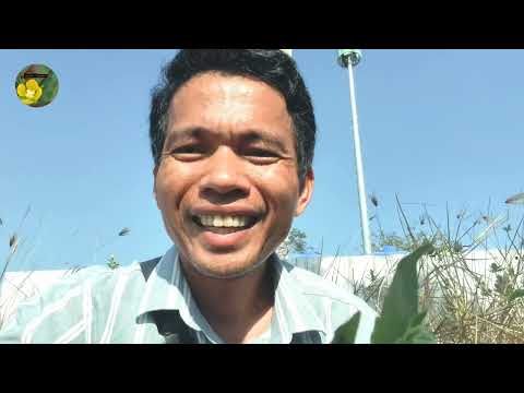 អត្ថប្រយោជន៍ដើមកន្រ្ទាំងខែត្រ