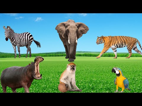 Wild Animal Sounds - Tiger, Elephant, Zebra, Hippopotamus, Parrot, Monkey - Animal World