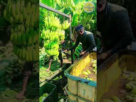 Pernah Macet Gara-Gara Troli Pisang Lewat? #faktaSeru #SekedarTau