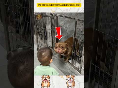 CẬU BÉ ĐƯỢC CHÓ PITBULL CHỌN LÀM GIA ĐÌNH #pitbull #pitbullstory #rescuepitbulls #adoptpitbull