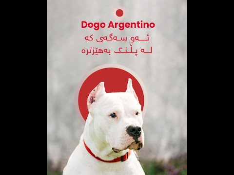 ئەو سەگەی کە لە پڵنگ بەهێزترە