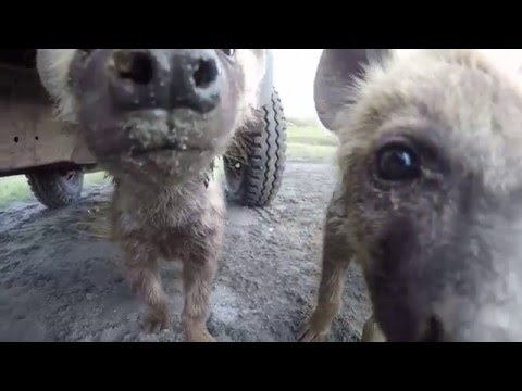 Cute and Curious - Spotted hyena cubs in the Ngorongoro Crater