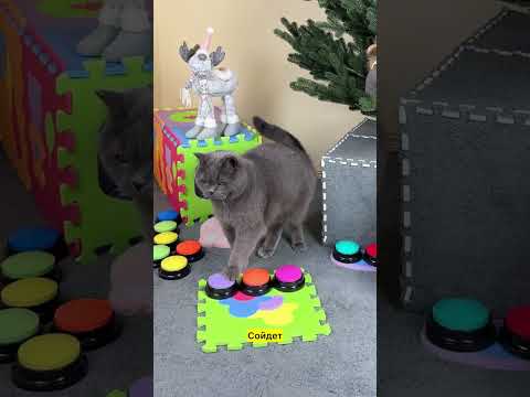 Кот Очень Хотел Елку 🎄
