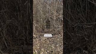 FINDING FAIRIES ON MY WALK 🧚🏻✨🫶🏼