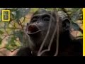 Chimpanzee Display Behaviors and Comparisons