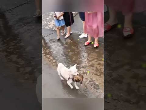 濁流に飛び込み、勇敢に子犬を救った野良の母犬の物語に、無数の人が胸を打たれました🐶。母の愛は本当に偉大ですね。#ポジティブなエネルギー #母の愛