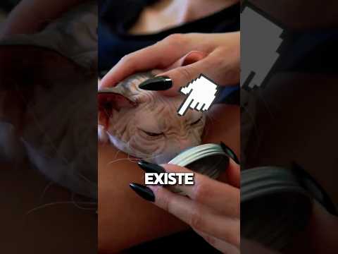 Se você ama seu pet, assista esse vÃdeo!