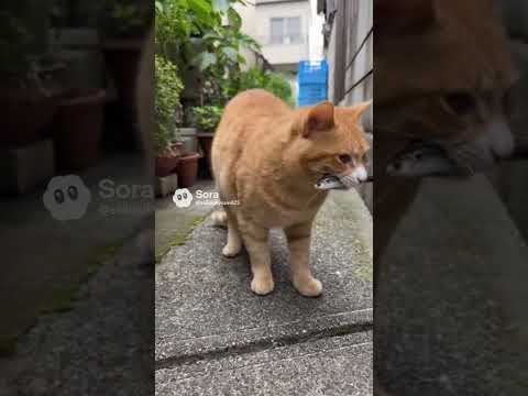 お魚咥えたドラ猫