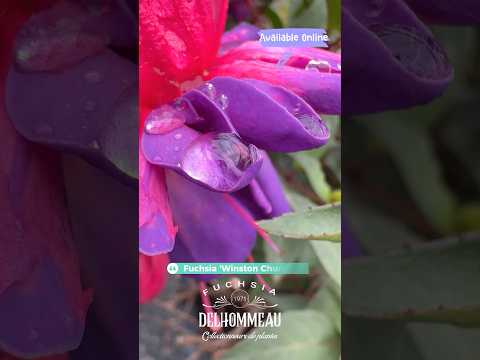 ✨ Fuchsia ‘Winston Churchill’ : Un classique facile qui sublime le jardin ! #fuchsiaflower #jardin