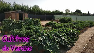 Paseo por el Huerto!!  Vemos los Cultivos de Verano (2.025)