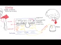 Cough Reflex and Mechanisms