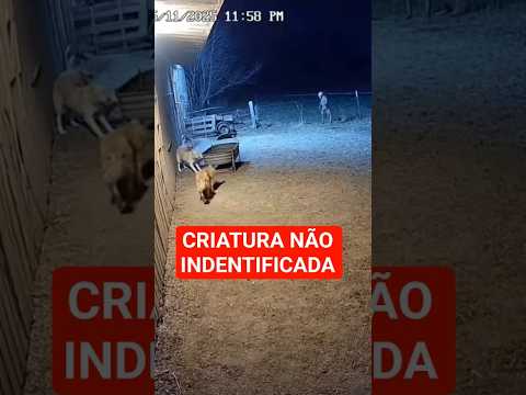 ALGUÉM SABE EXPLICAR OQUE E ISSO.. ? #cachorro #memes #viral