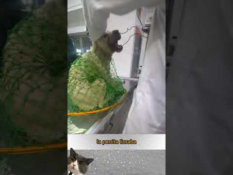 Este Perro Fue Salvado De Un Triste Final 💔