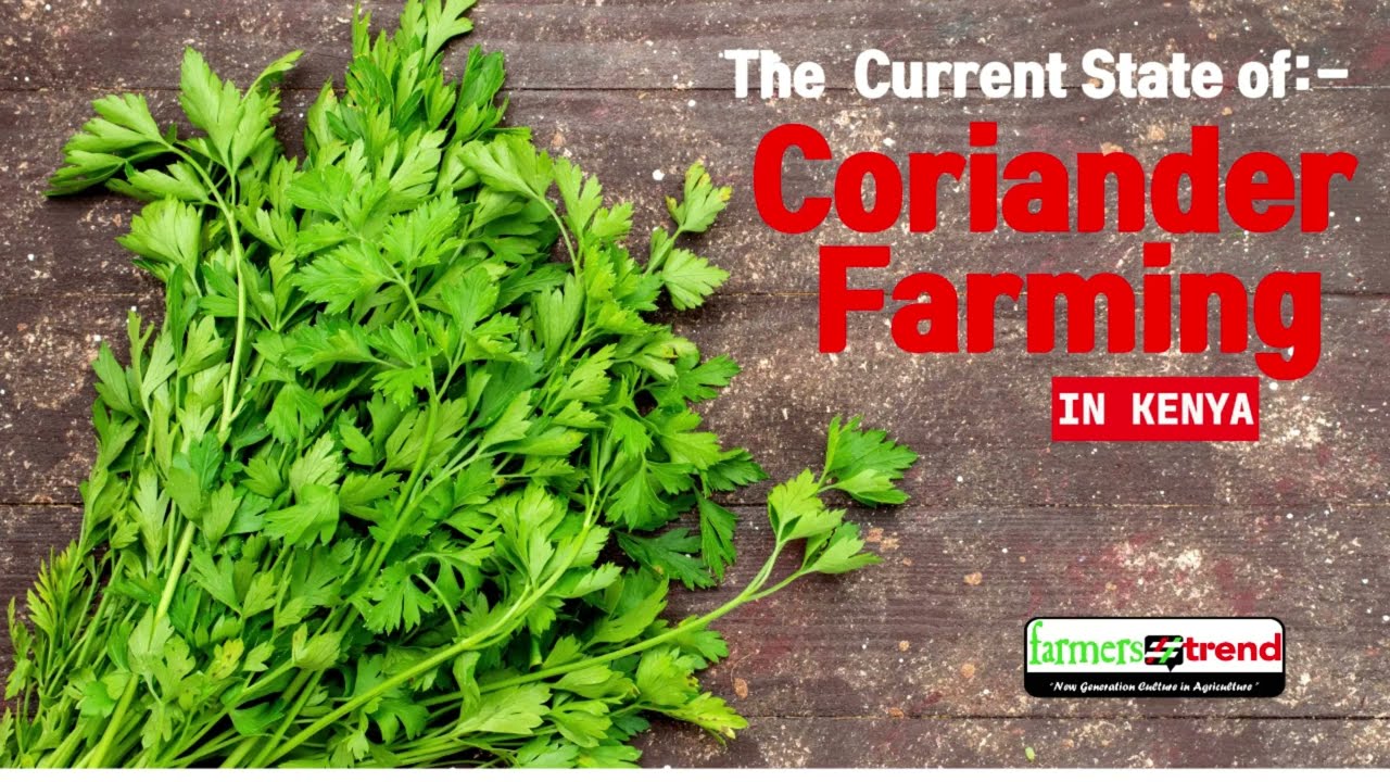 Eggplant Farming In Kenya How To Cultivate Farmers Trend