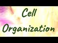 Multicellular Organisms and Their Characteristics