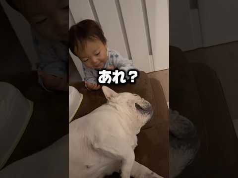 起床した1歳児が愛犬の行動にびっくり…w #フレンチブルドッグ #犬 #赤ちゃん