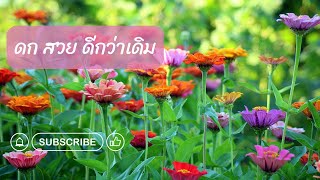 บานชื่นปลูกรอบสอง ดอกดก สวยงามกว่าเดิม!