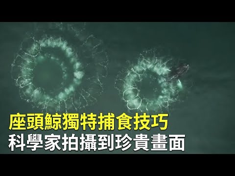 罕見畫面！座頭鯨獨特「網狀氣泡」捕食技巧｜海洋生物 - YouTube