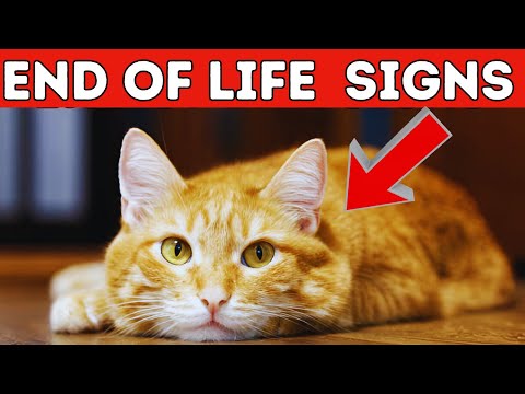 Signs Your Cat May Be Saying Goodbye (Don’t Miss 😮)